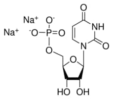 Uridine 5&#8242;-monophosphate disodium salt &#8805;99%