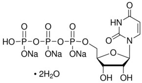 尿苷-5′-三磷酸酯 三钠盐 二水合物 &#8805;80%