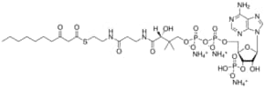 10:0 (3-Oxo) CoA Avanti Polar Lipids 870750P, powder