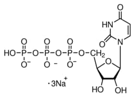 尿苷-5′-三磷酸酯 三钠盐 溶液 HPLC purified, aqueous solution for RNA polymerase transcription