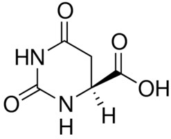 L-Dihydroorotic acid &#8805;99%